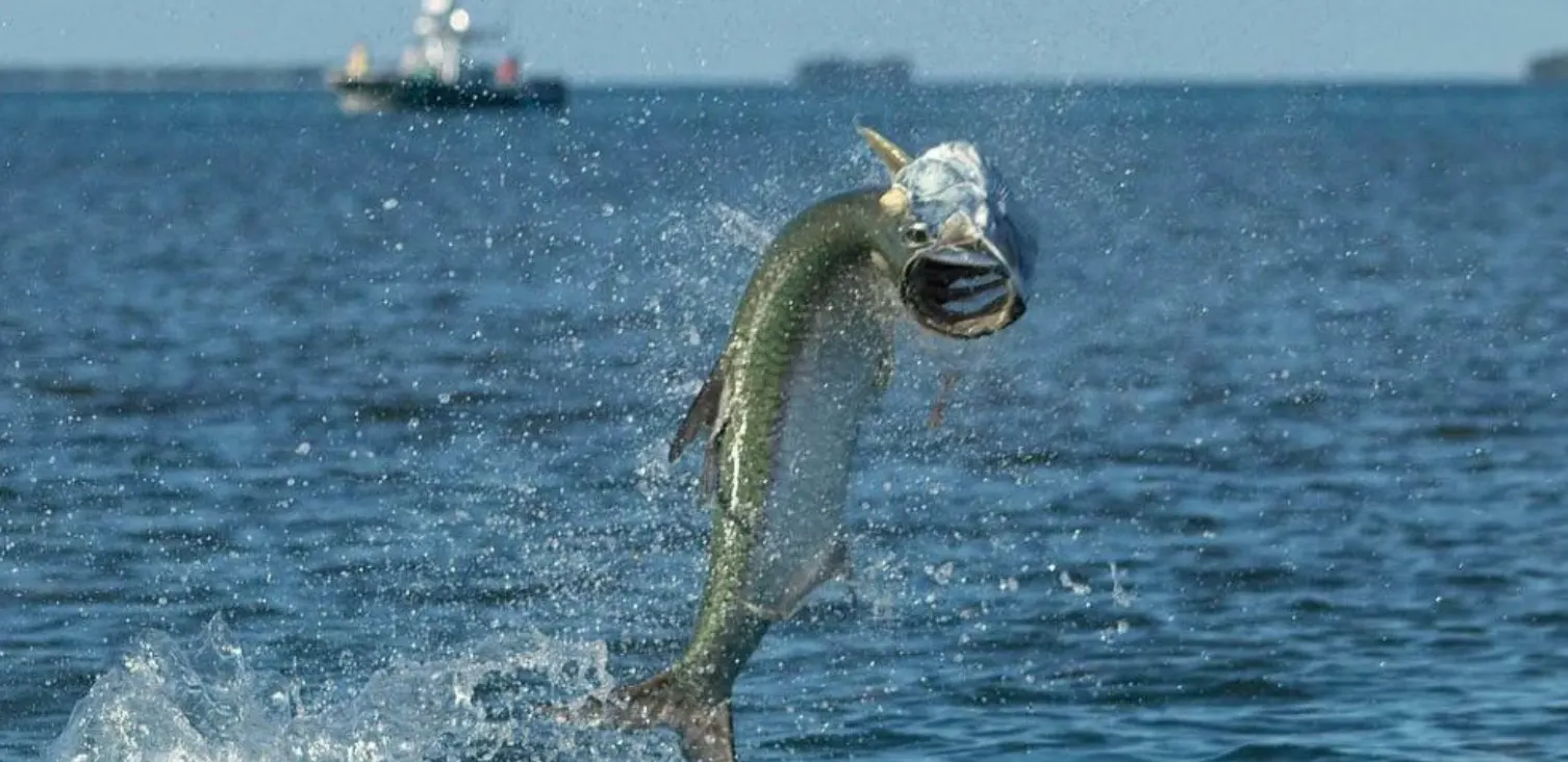 Ultimate Guide to Tarpon Fishing in Key West - Key West fishing tips and news from Gulfstream
